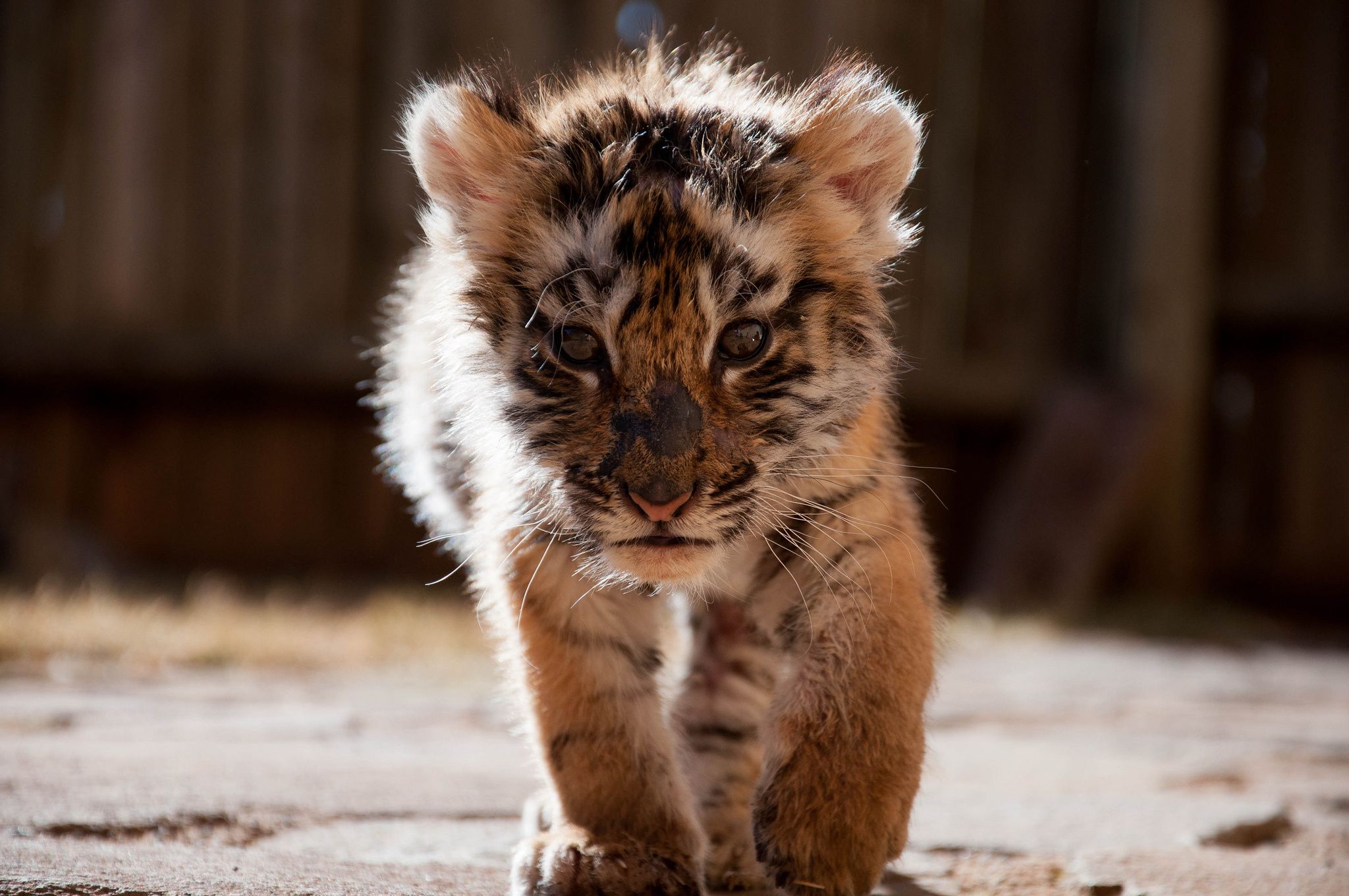 2048x1360 Majestic Tiger Cub HD Wallpaper: Wild Beauty in Focusx1360