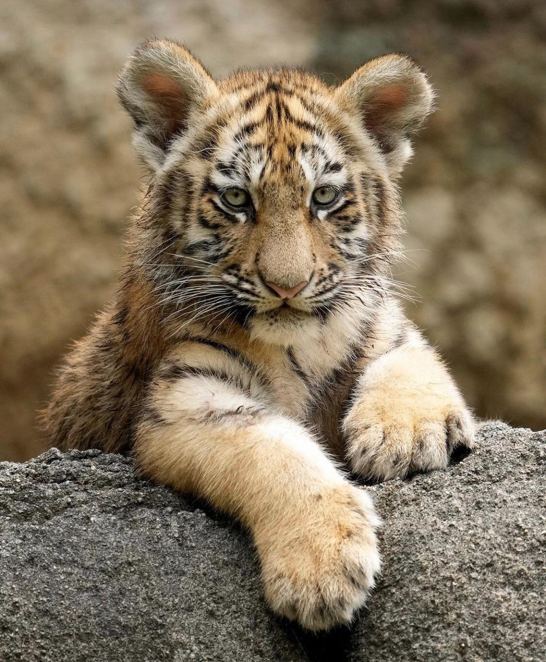 1125x1364 Pretty Little Tiger Cub
