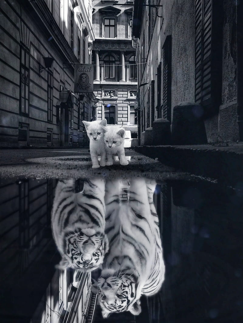 800x1065 HD little white tiger wallpaper