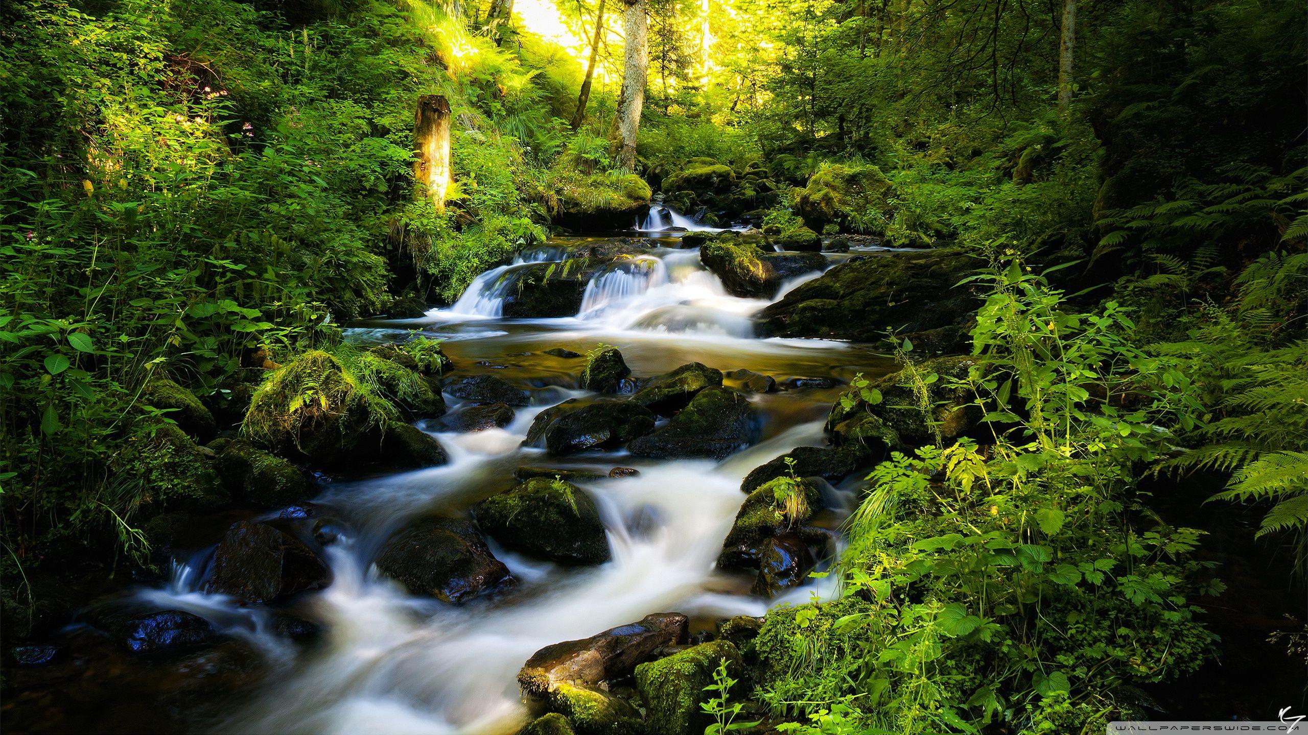 2560x1440 Forest Creek Ultra HD Desktop Background Wallpaper for 4K UHD TV : Tablet