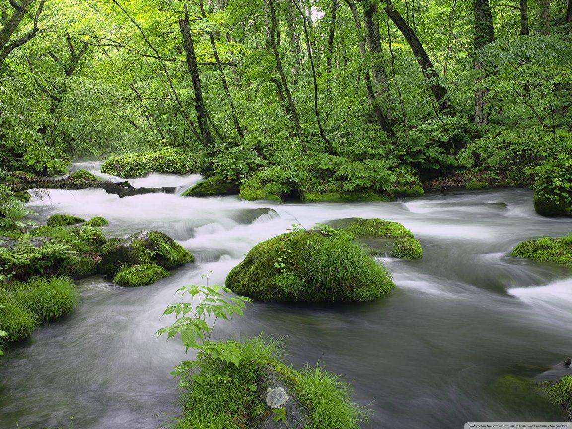 1152x864 Download Forest River, Japan HD Wallpaper. Jungle wallpaper, HD nature wallpaper, Forest wallpaper
