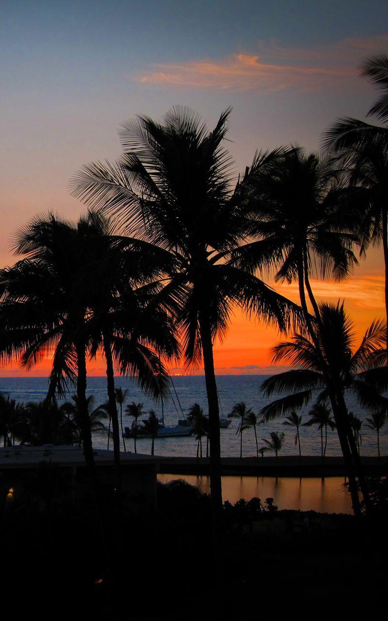 800x1280 Download Wallpaper 800x1280 Palm Trees, Sunset, Hawaii, Ocean, Horizon Samsung Galaxy Note Gt N Meizu Mx2 HD Background