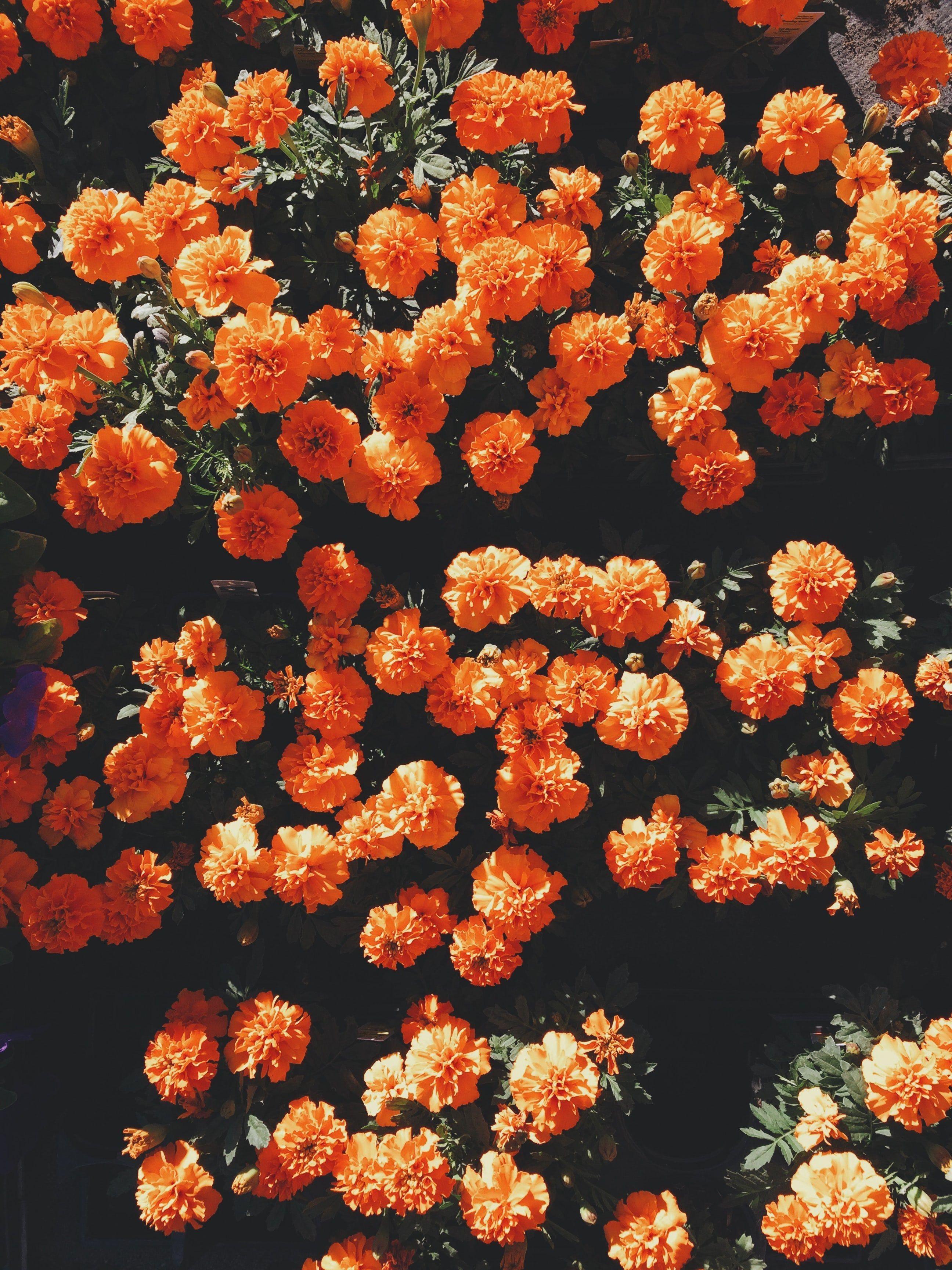 Orange Floral Wallpapers - Top Free Orange Floral Backgrounds -  WallpaperAccess