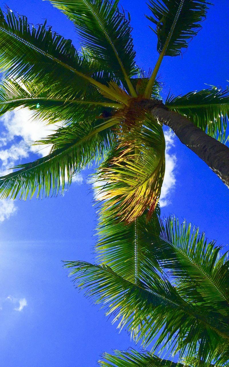 800x1280 Download Wallpaper 800x1280 Palms, Tropics, Hawaii, Aloha, Sky Samsung Galaxy Note Gt N Meizu Mx2 HD Background