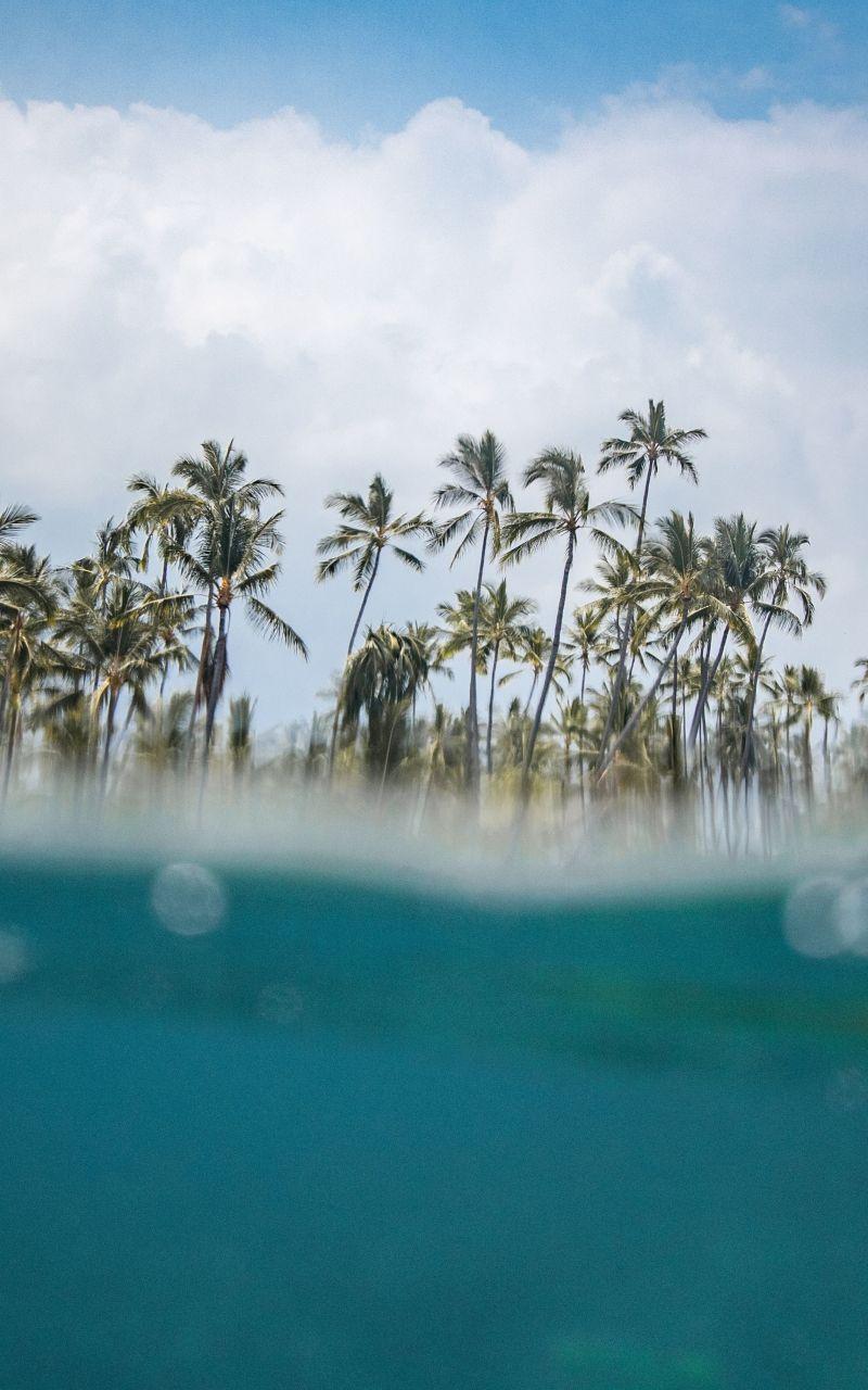 800x1280 Download 800x1280 Wallpaper Hawaii, Beach, Sea Wave, Palm Trees, Samsung Galaxy Note Gt N Meizu Mx 800x1280 HD Image Background