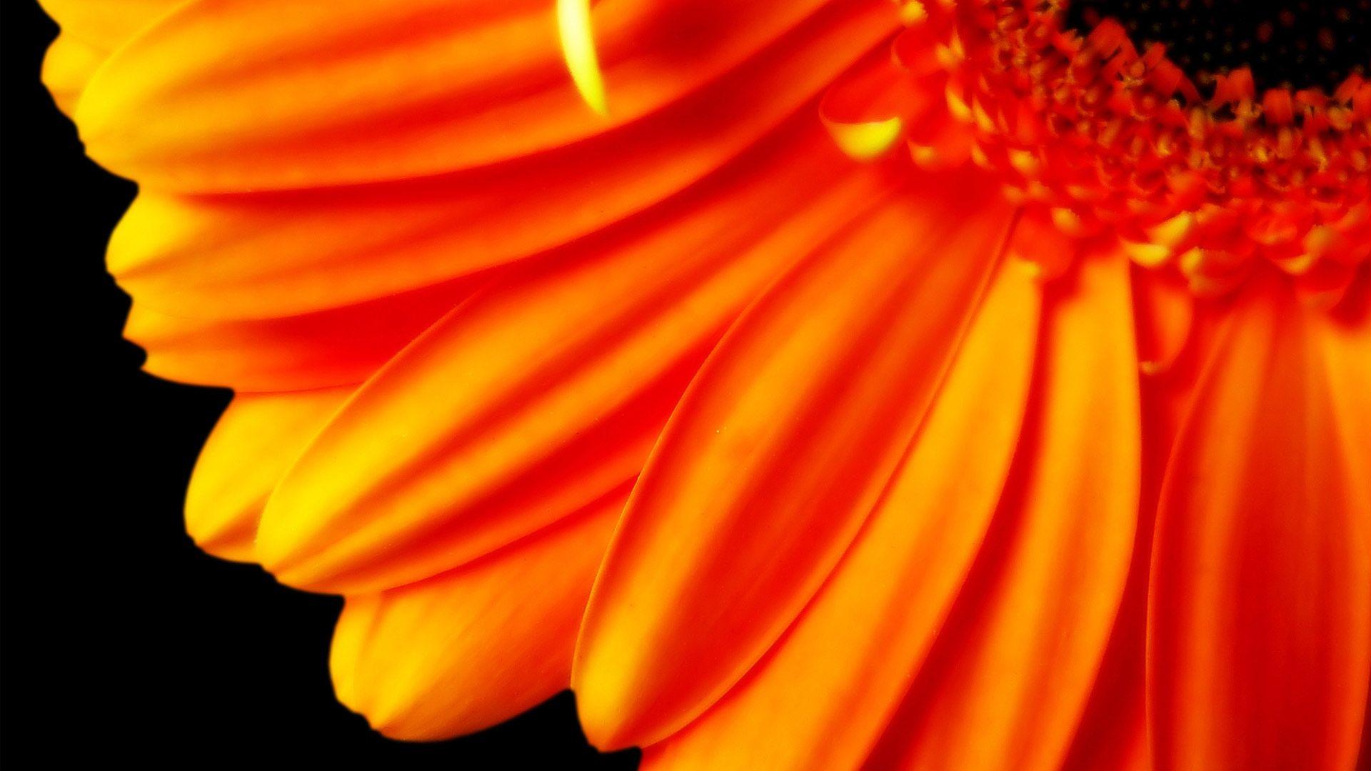 1920x1080 Free download Pure Orange Flower 1080p Wallpaper HD Wallpaper [1920x1080] for your Desktop, Mobile & Tablet. Explore Orange Floral Wallpaper. Flowers Wallpaper for Desktop, Vintage Floral Wallpaper, Ellie Cashman