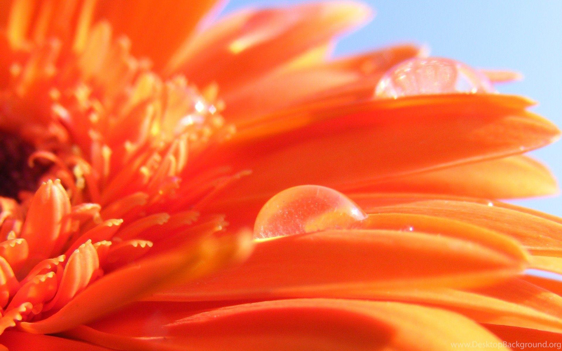 1920x1200 Desktop Orange Floral Wallpaper Desktop Background