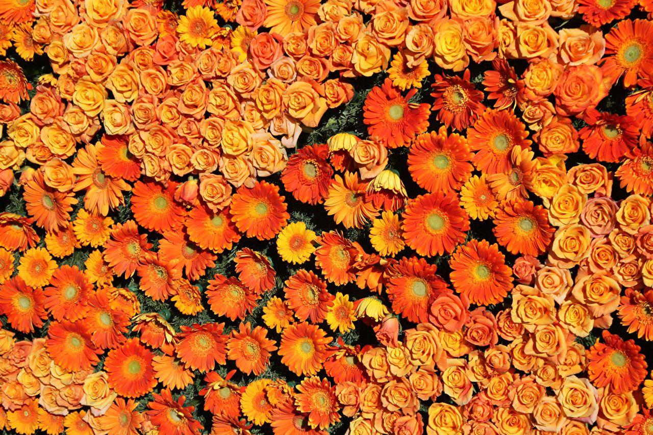 1280x853 Desktop Wallpaper Texture Roses Orange gerbera flower Many