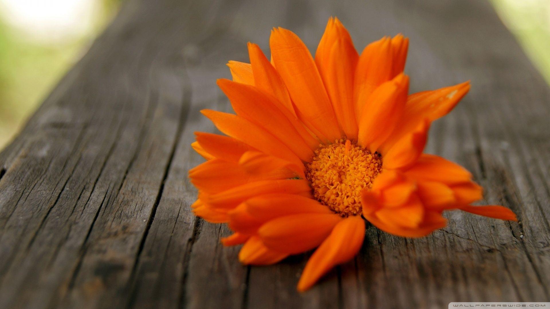 1920x1080 Free download Orange Flowers wallpaper 255319 [1920x1080] for your Desktop, Mobile & Tablet. Explore Orange Floral Wallpaper. Flowers Wallpaper for Desktop, Vintage Floral Wallpaper, Ellie Cashman Dark Floral Wallpaper
