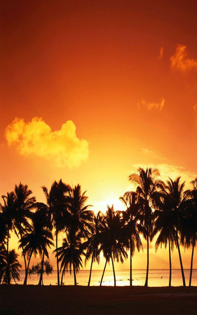 800x1280 Free Wallpaper For Android Cell Phones (40 Wallpaper). Adorable Wallpaper. Sunset wallpaper, Palm tree sunset, Tree sunset wallpaper
