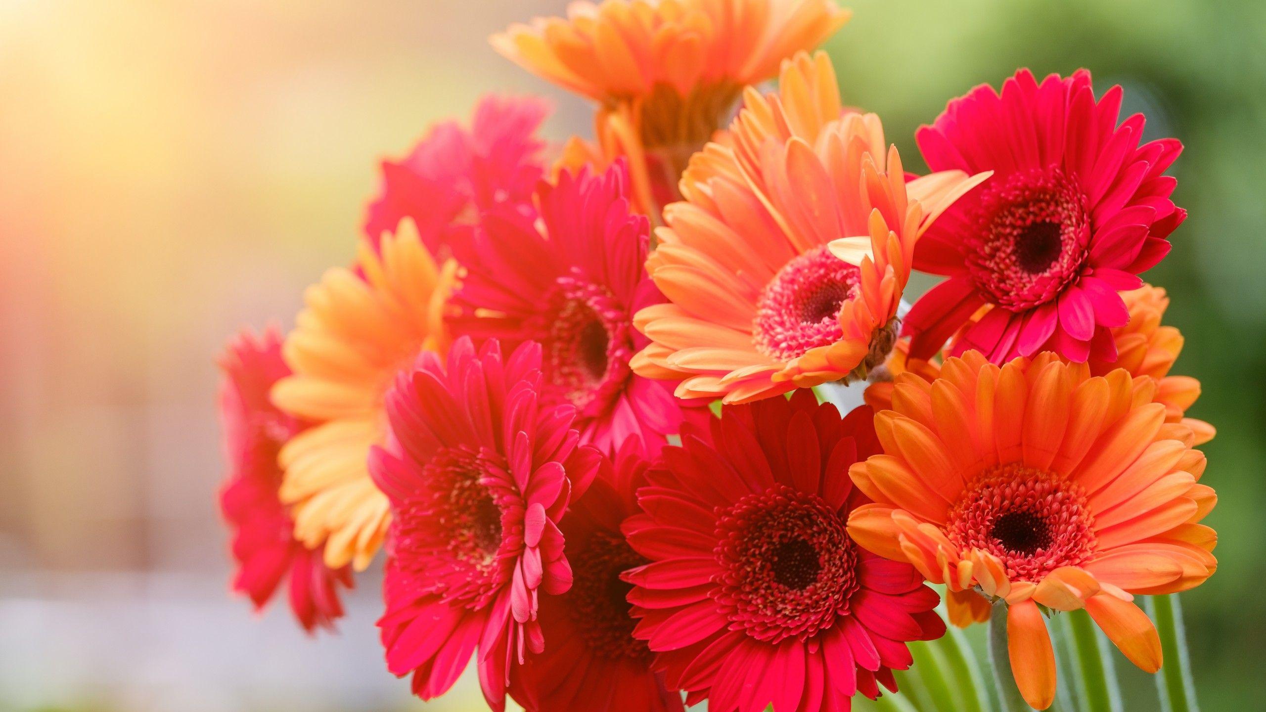 Orange Floral Wallpapers Top Free Orange Floral Backgrounds WallpaperAccess