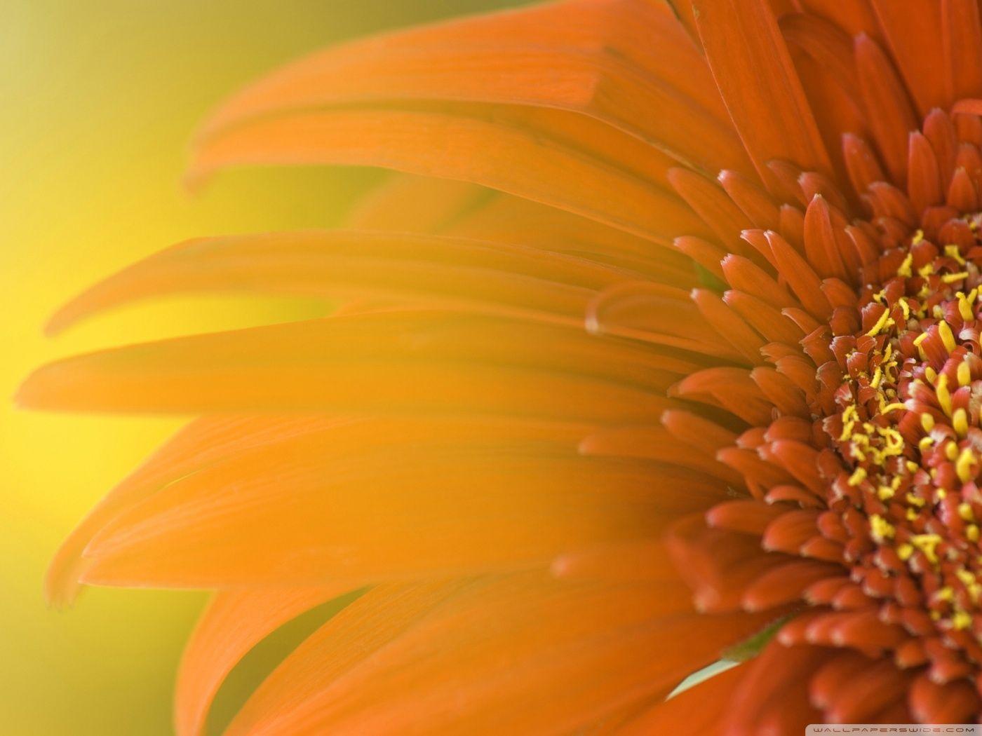 Orange Floral Wallpapers - Top Free Orange Floral Backgrounds ...