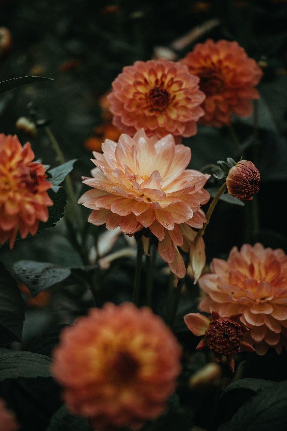 1000x1502 Orange Flower Picture. Download Free Image