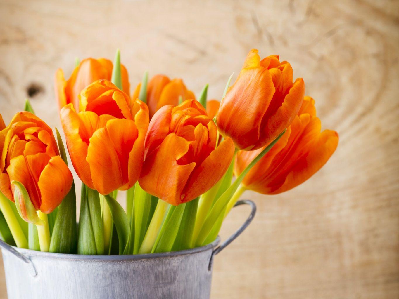 1365x1024 Best HDQ Orange Flowers Picture (Best 42 HD Widescreen Wallpaper)