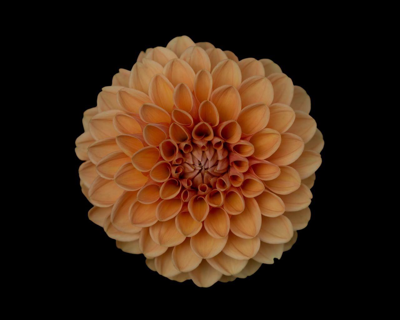 1280x1024 Orange Dahlia Flower 1280x1024 Resolution HD 4k Wallpaper, Image, Background, Photo and Picture