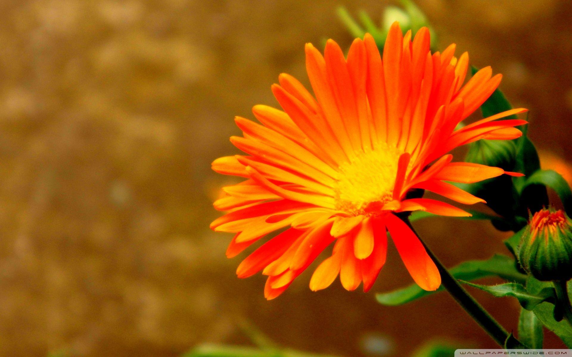 1920x1200 Orange Flowers HD wallpaperx1200