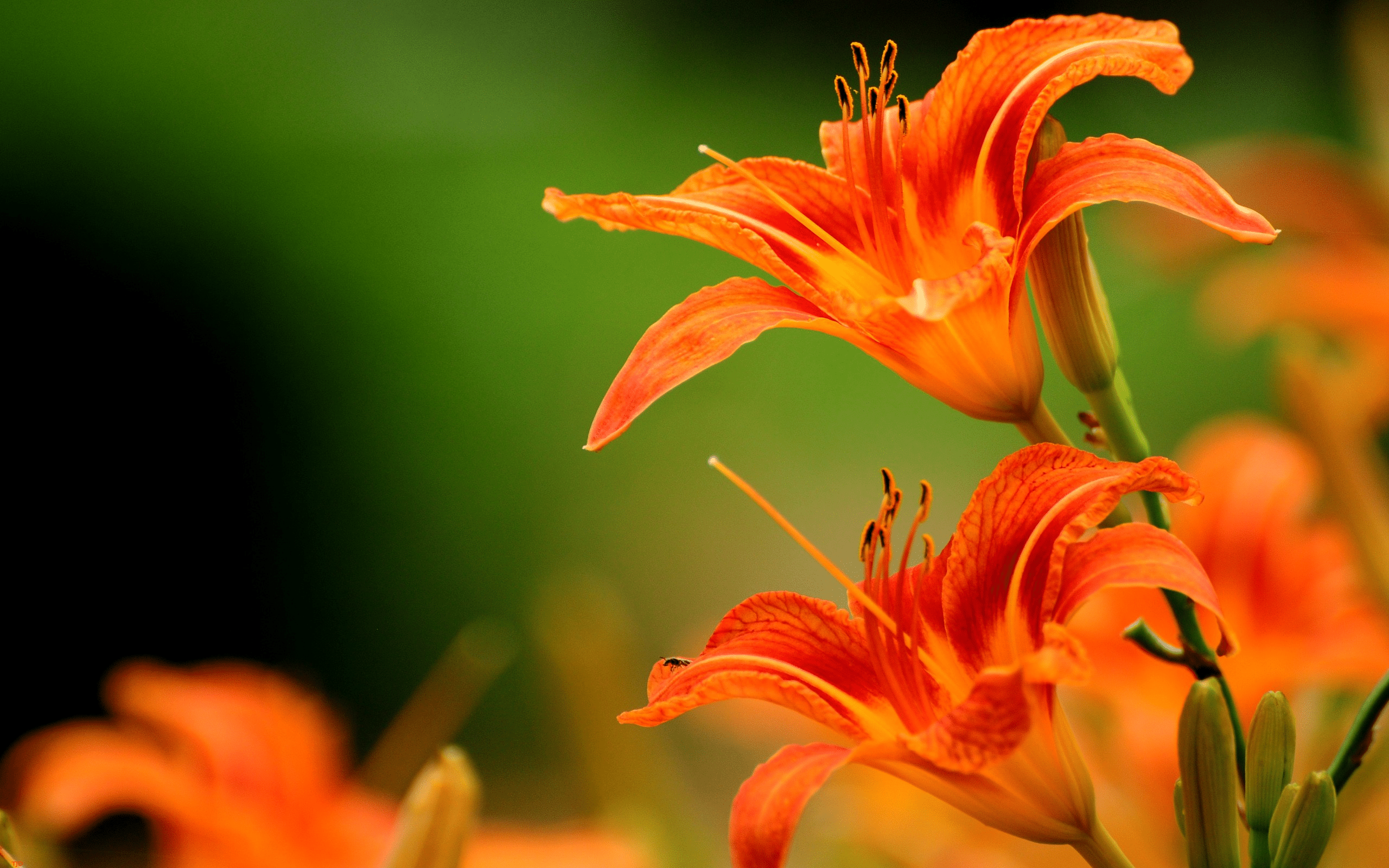 2560x1600 Free download rate select rating give orange flowers 1 5 give orange flowers 2 [2560x1600] for your Desktop, Mobile & Tablet. Explore Orange Floral Wallpaper. Flowers Wallpaper for Desktop