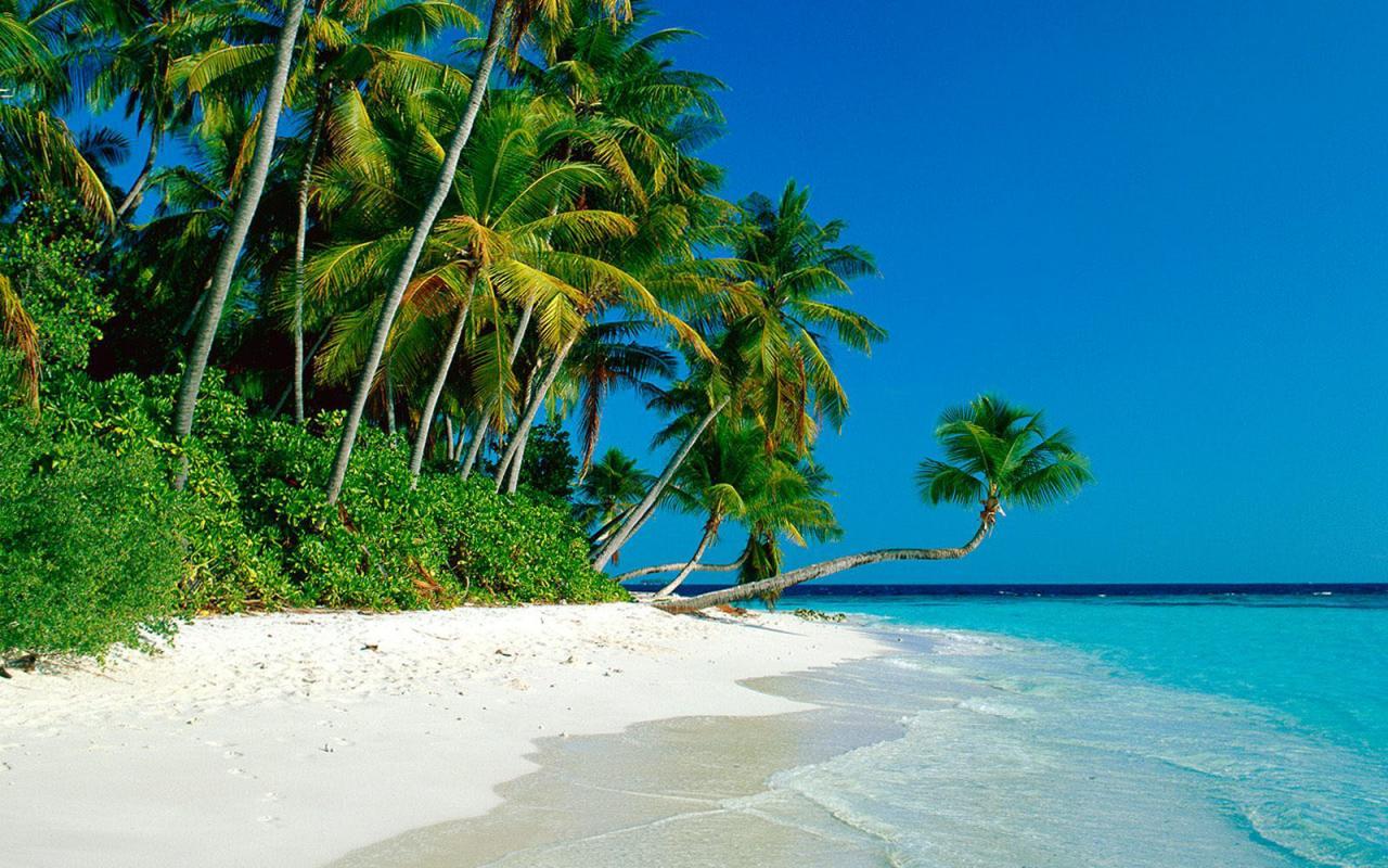 1280x800 Tropical Desktop Wallpaper Widescreen .