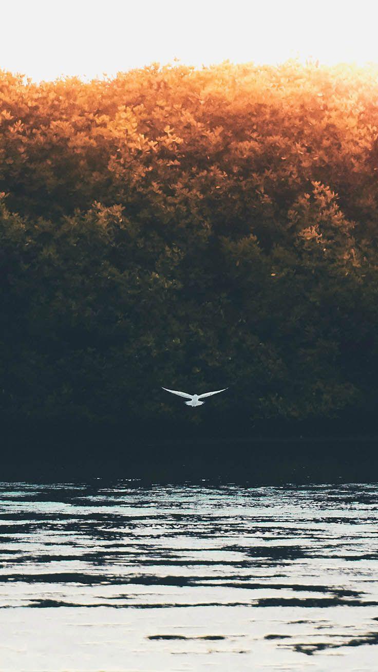 736x1308 Like A Bird iPhone Wallpaper Collection