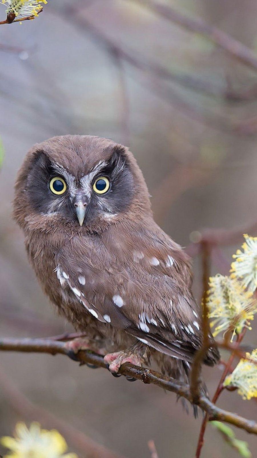 900x1600 Branches Nature Bird Owl Mobile Wallpaper