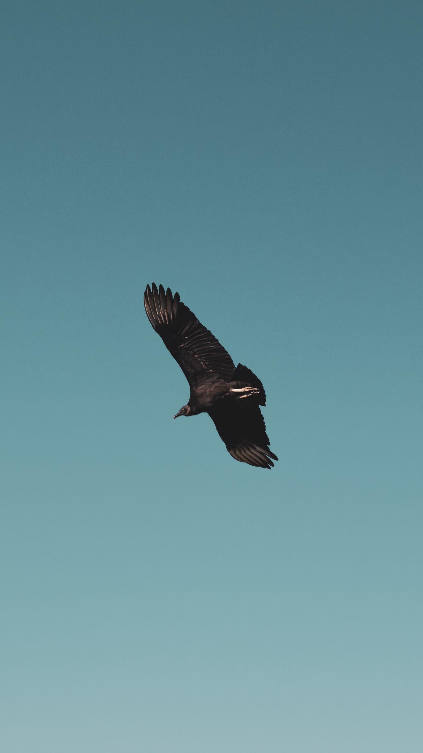 1350x2400 Download wallpaper 1350x2400 vulture, bird, sky, fly, soar iphone 8+/7+/6s+/for parallax HD background