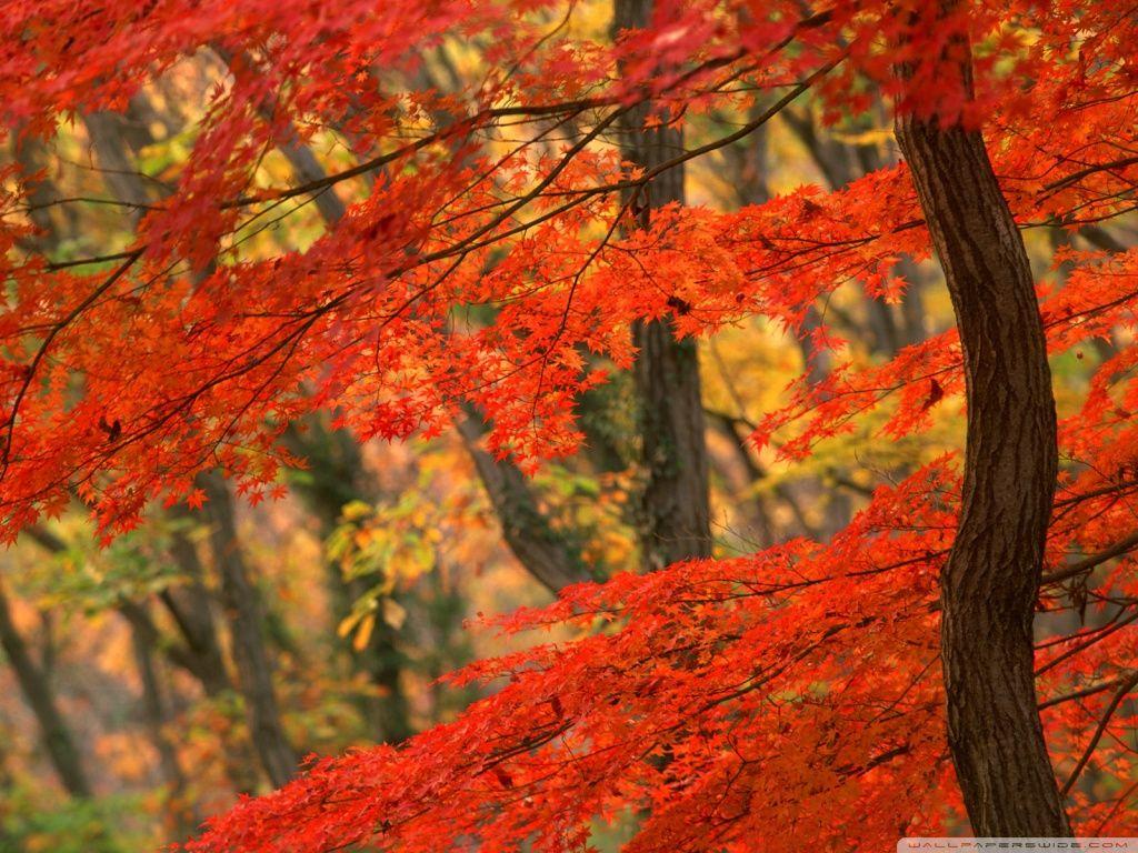 1024x768 Japanese Maple, Japan ❤ 4K HD Desktop Wallpaper for 4K Ultra HD TV