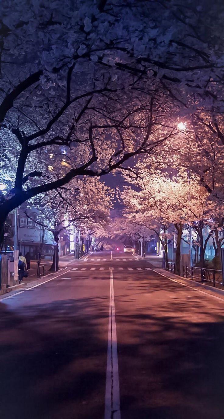 736x1377 Sakura iPhone Wallpaper