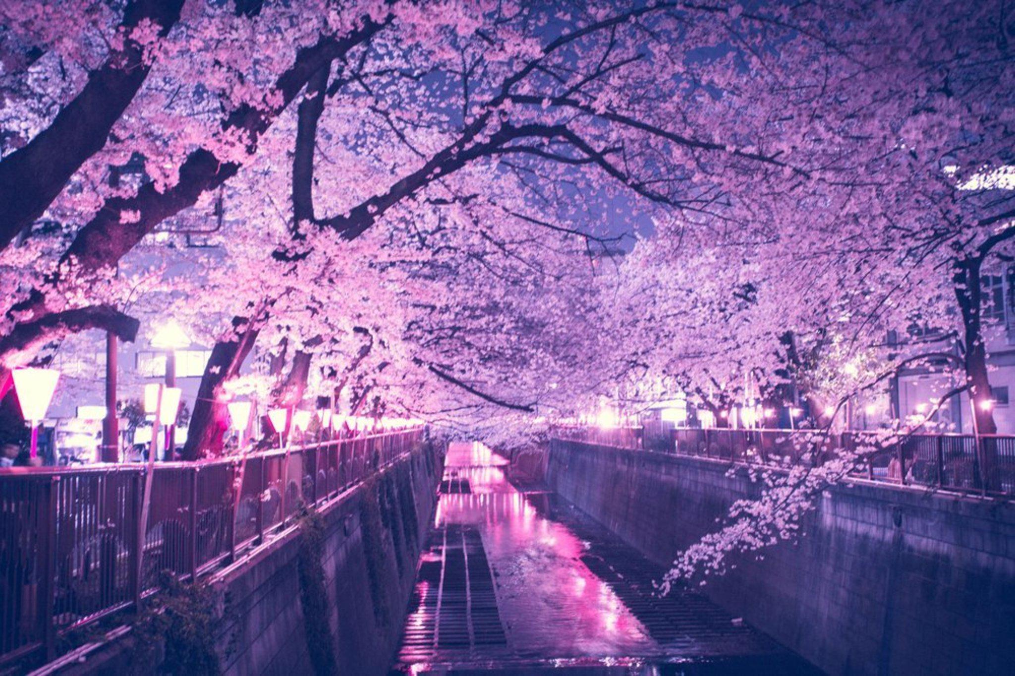 Tokyo Sakura Wallpapers Top Free Tokyo Sakura Backgrounds