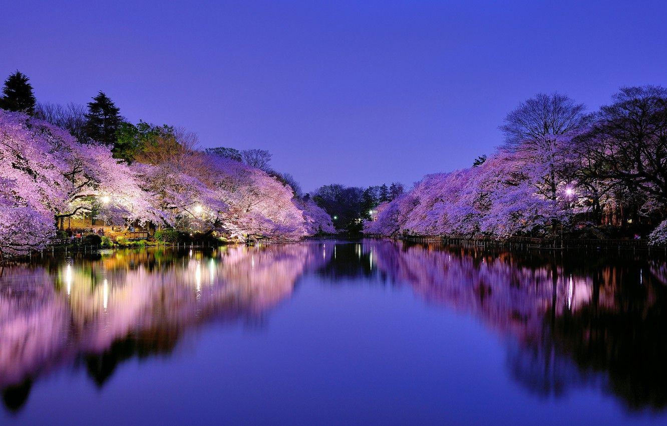 1332x850 Wallpaper the sky, trees, night, the city, cherry, lake, Park, Japan, Sakura, lighting, lights, blue, flowering, Osaka image for desktop, section природа
