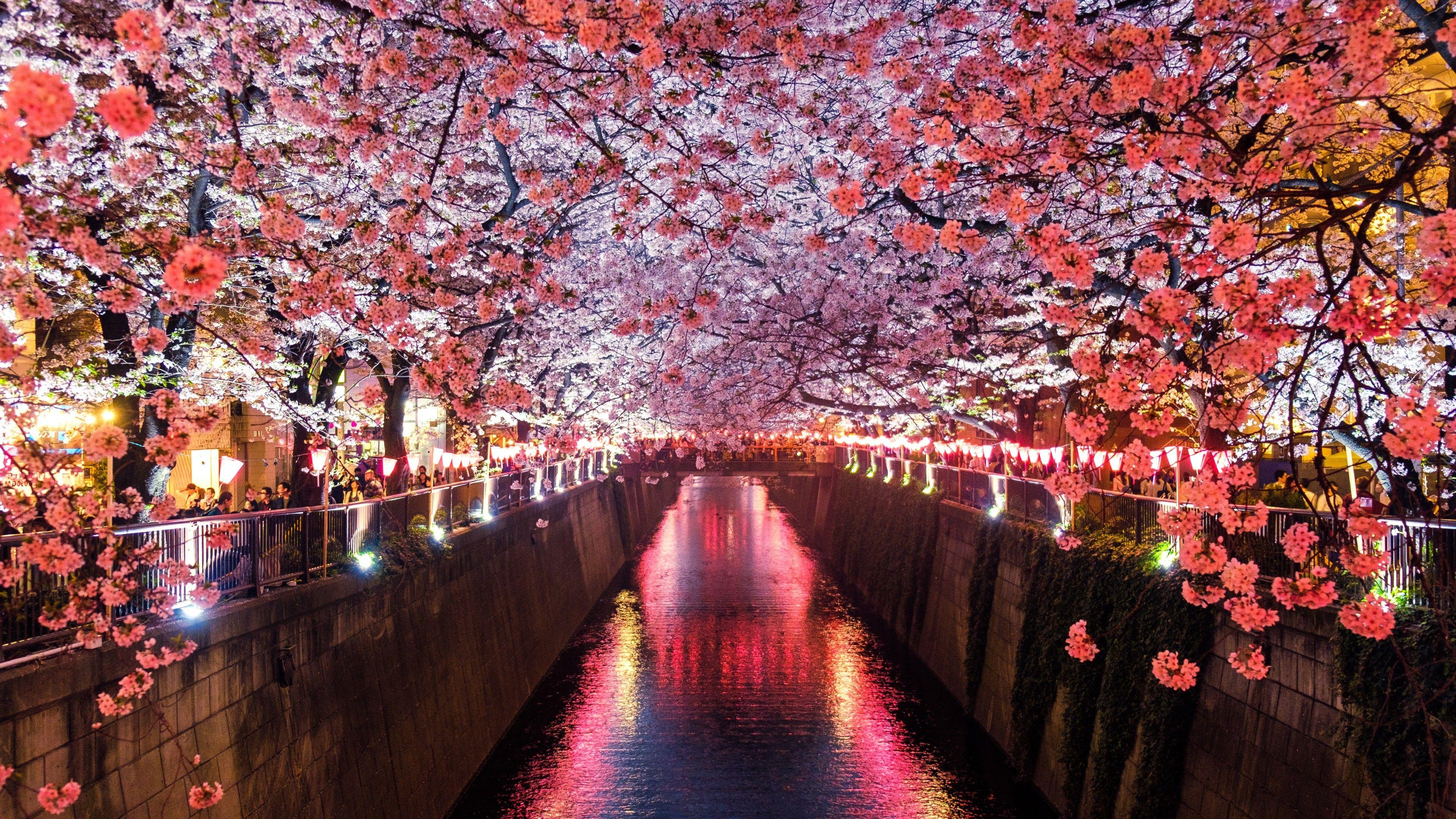 3840x2160 Wallpaper Sakura, Spring, 5K, Nature