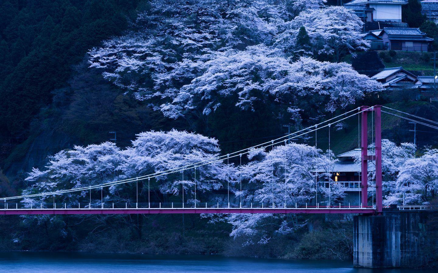 1440x900 Download wallpaper 1440x900 japan, bridge, sakura, night widescreen 16:10 HD background