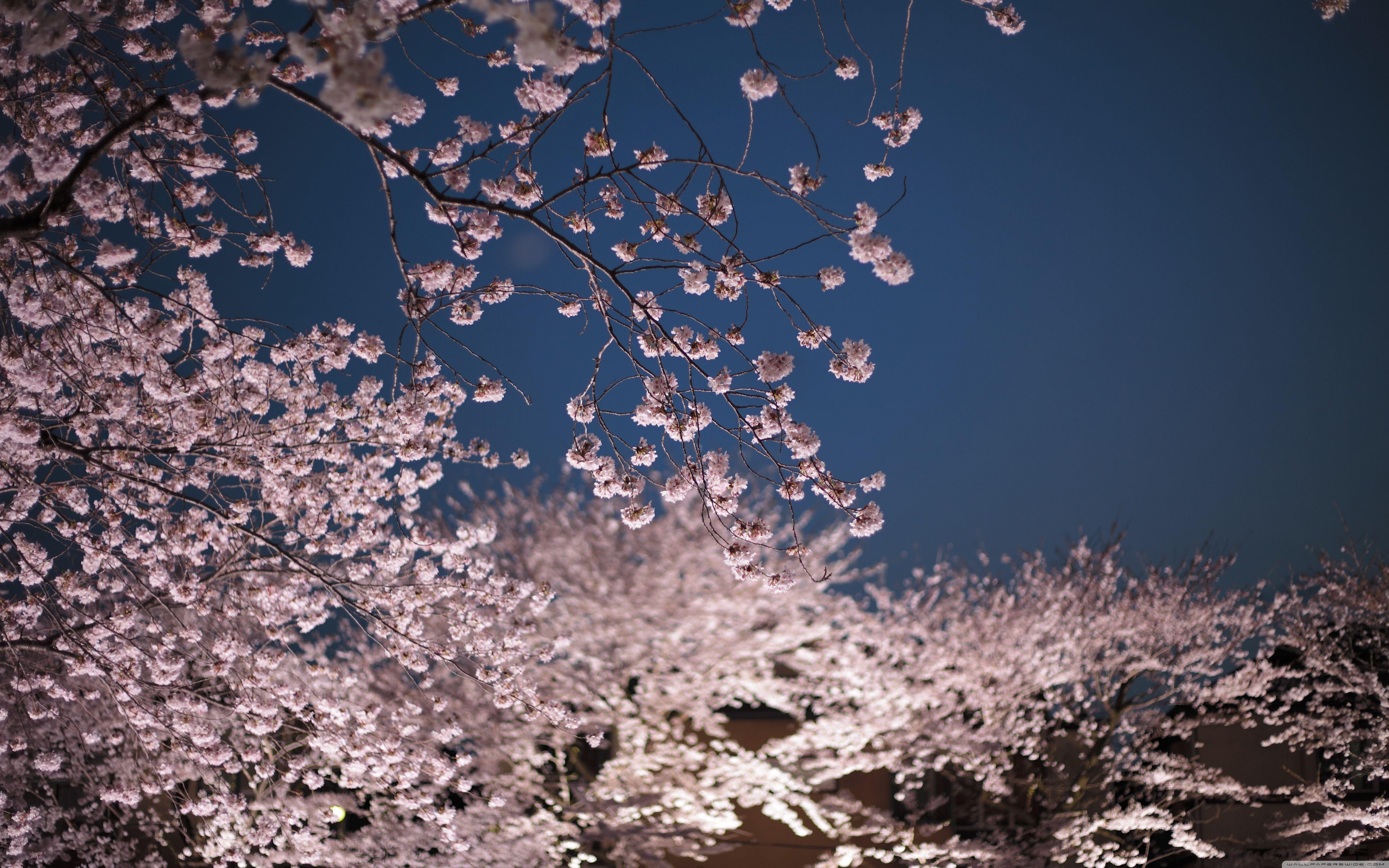 5120x3200 Cherry Blossoms Night Ultra HD Desktop Background Wallpaper for 4K UHD TV : Widescreen & UltraWide Desktop & Laptop : Tablet
