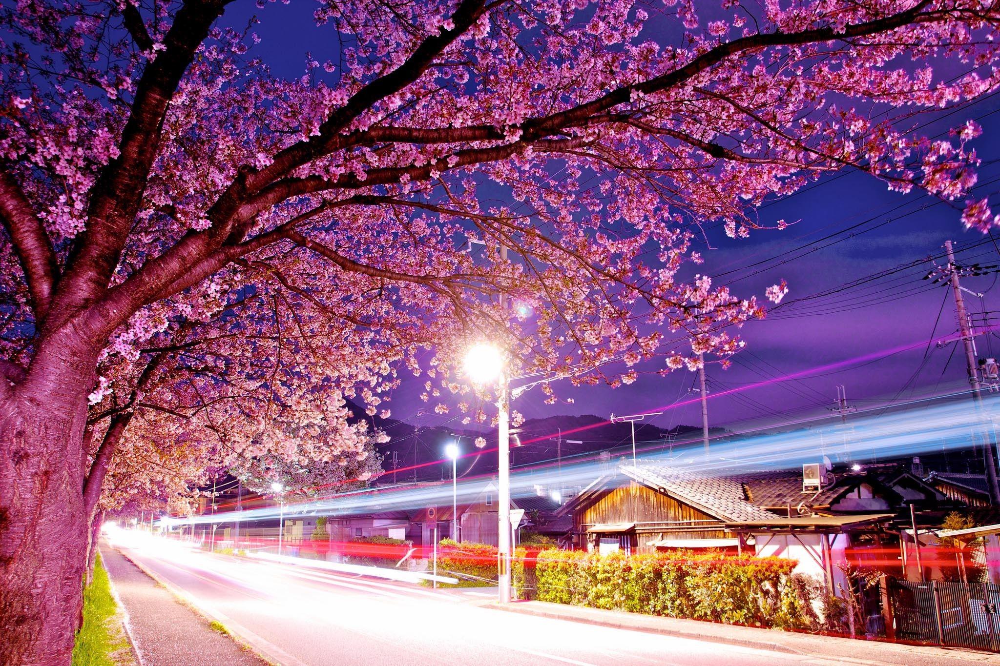 2048x1365 Japan Cherry Blossom Wallpaper