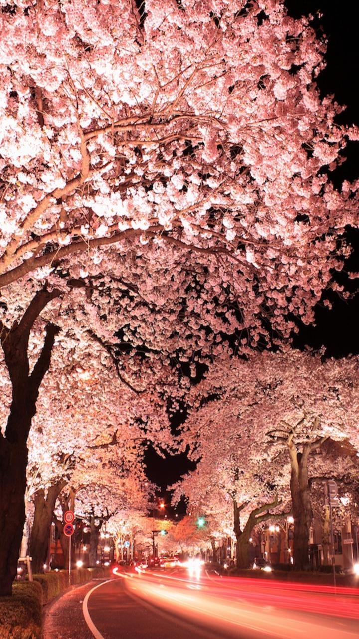 Download Enjoy the magical peaceful atmosphere of night time Cherry  Blossom Wallpaper  Wallpaperscom