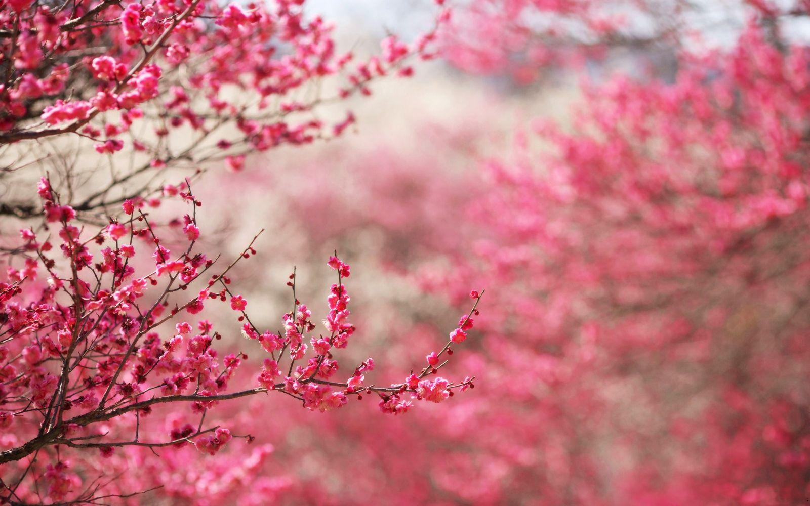 1600x1000 Wallpaper Sakura. Sakura Wallpaper, Naruto Sakura Wallpaper and Sakura Sasuke Wallpaper