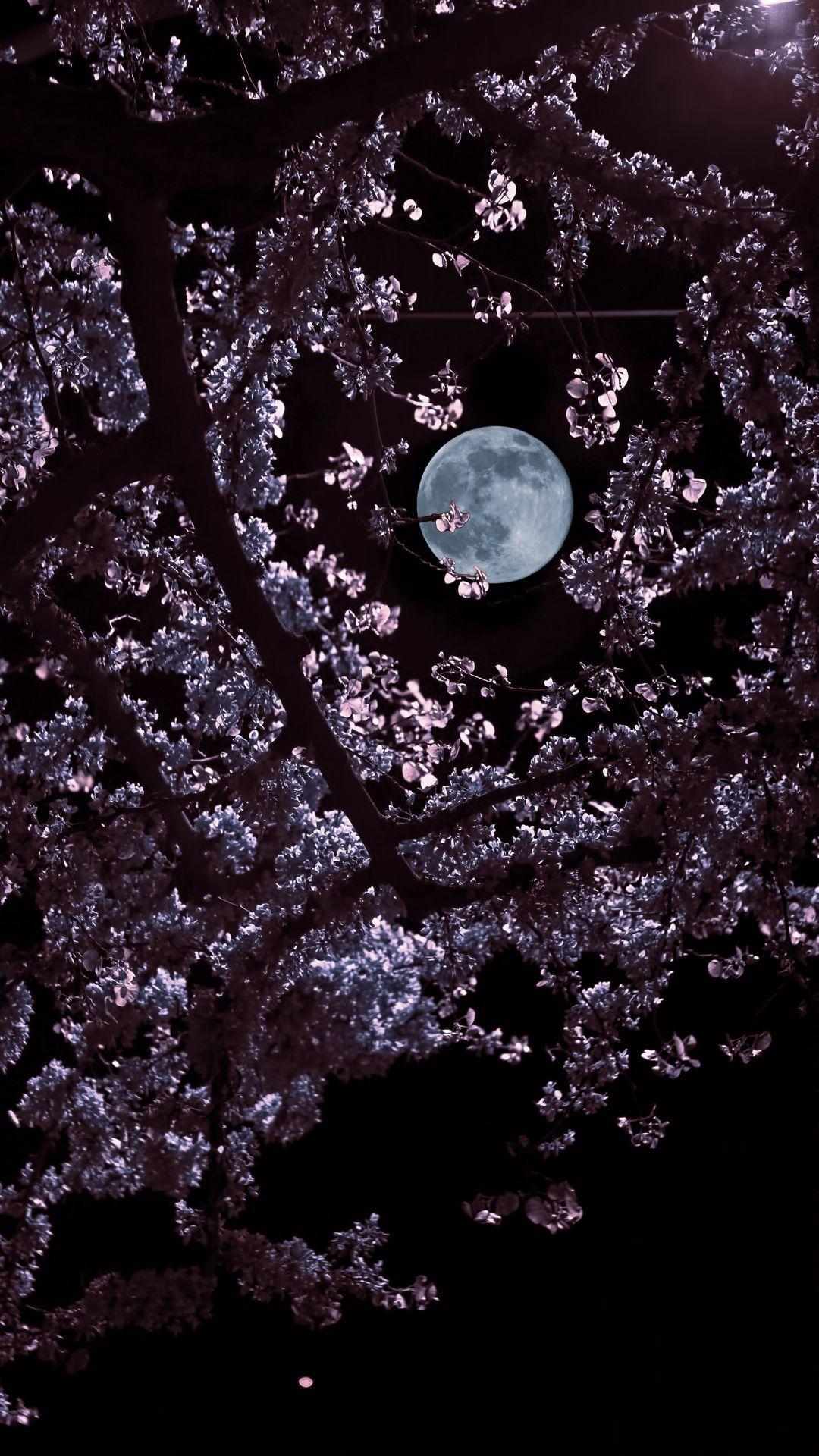 Sakura Night Wallpapers - Top Free Sakura Night Backgrounds ...