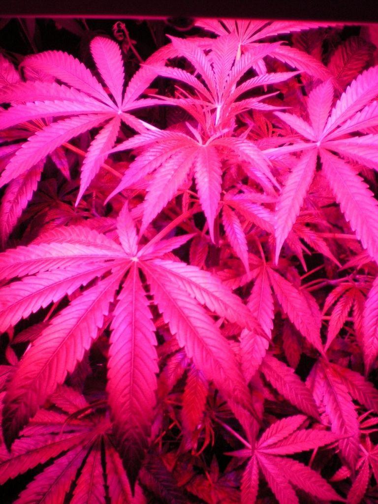 768x1024 Free download Pink Weed Leaf Wallpaper Medical cannabis gro5jpg [1632x1224] for your Desktop, Mobile & Tablet. Explore Weed Leaf Wallpaper. Live Weed Wallpaper That Move, Cool Marijuana Wallpaper, Free