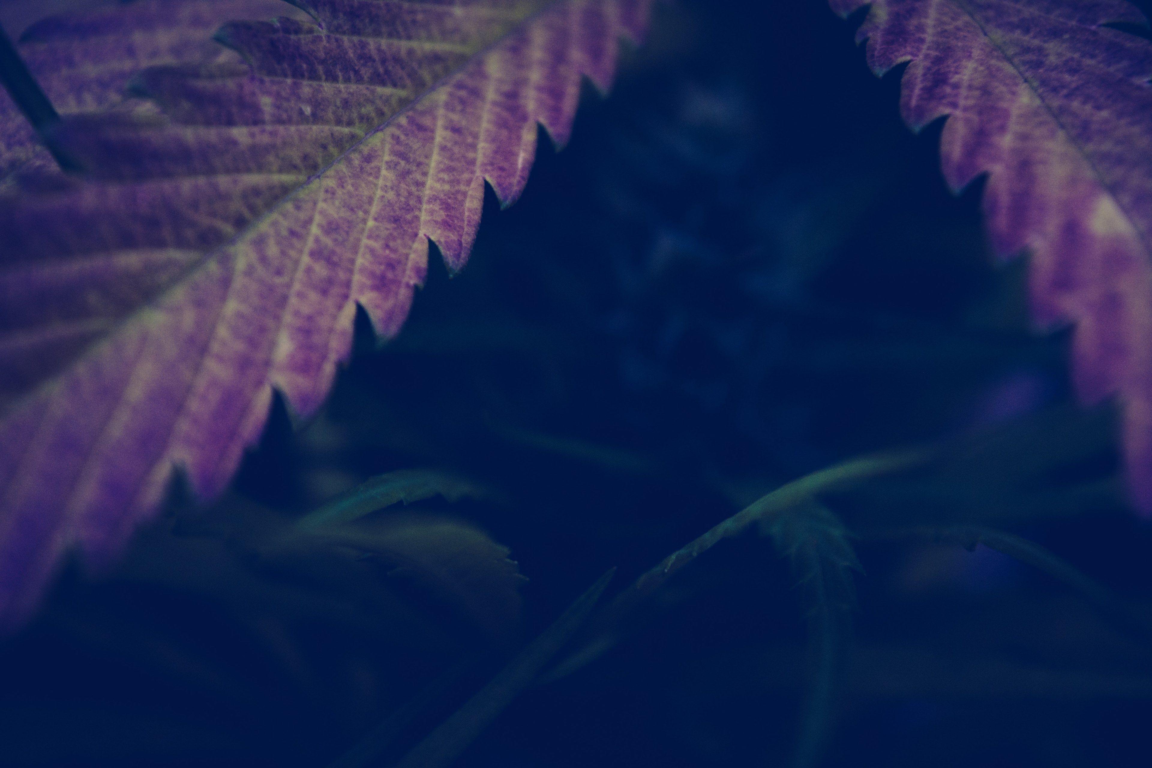 3840x2560 Wallpaper / pot leaf weed leaf and cannabis leaf HD 4k wallpaper