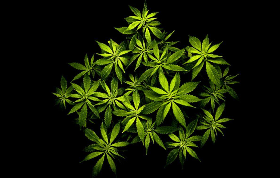 1190x760 Weed Leaf Wallpaper HD