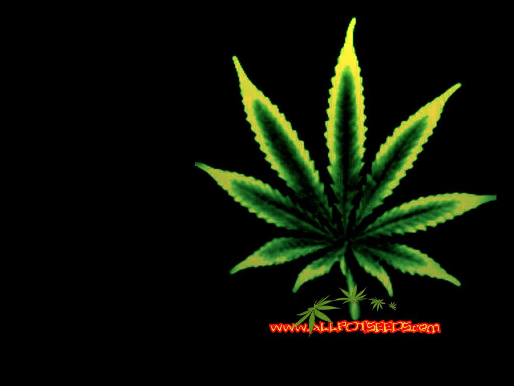 1024x768 Cannabis plant wallpaper black background
