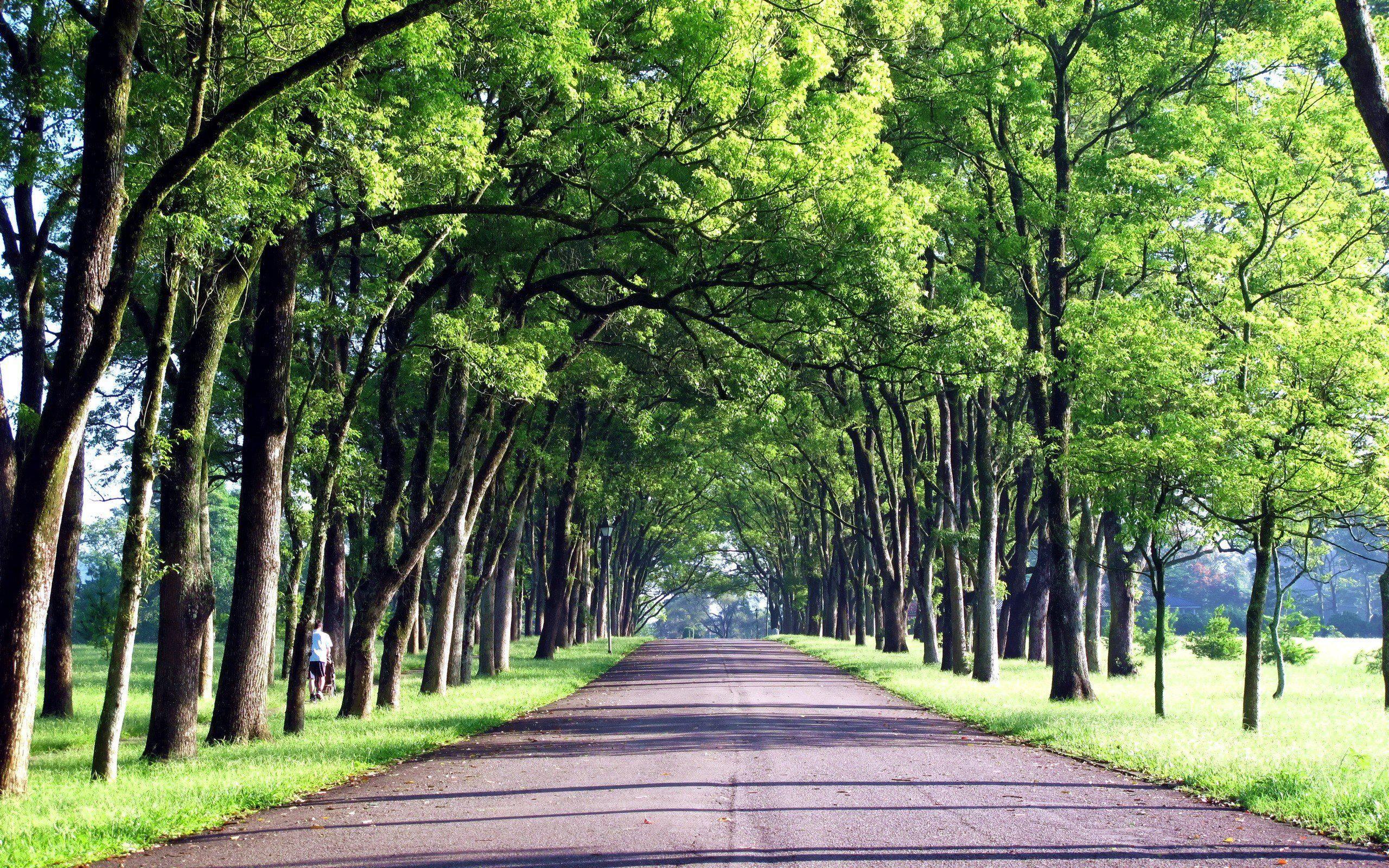 Green Road Wallpapers Top Free Green Road Backgrounds WallpaperAccess