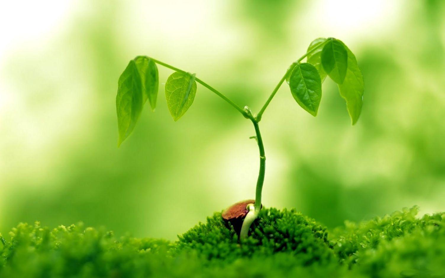 1504x940 Green Wallpaper HD Good For Eyes