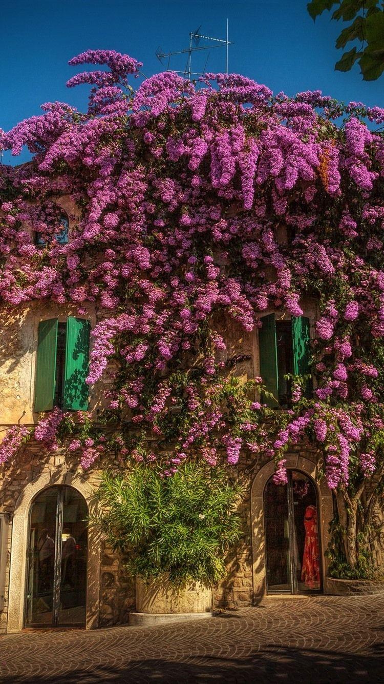 Italy Flowers Wallpapers Top Free Italy Flowers Backgrounds