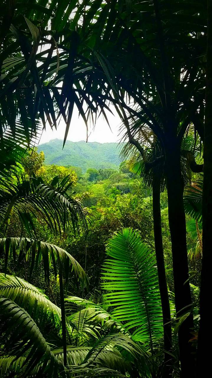 Jungle Paradise Green Forest