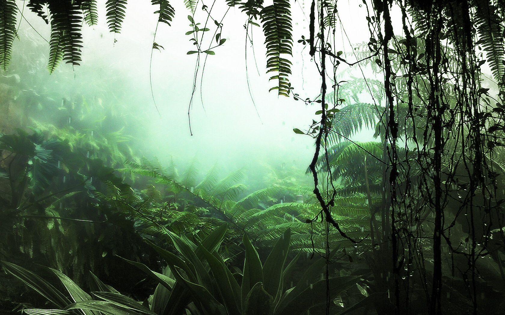 1680x1050 Jungle Plants wallpaper. Jungle Plants