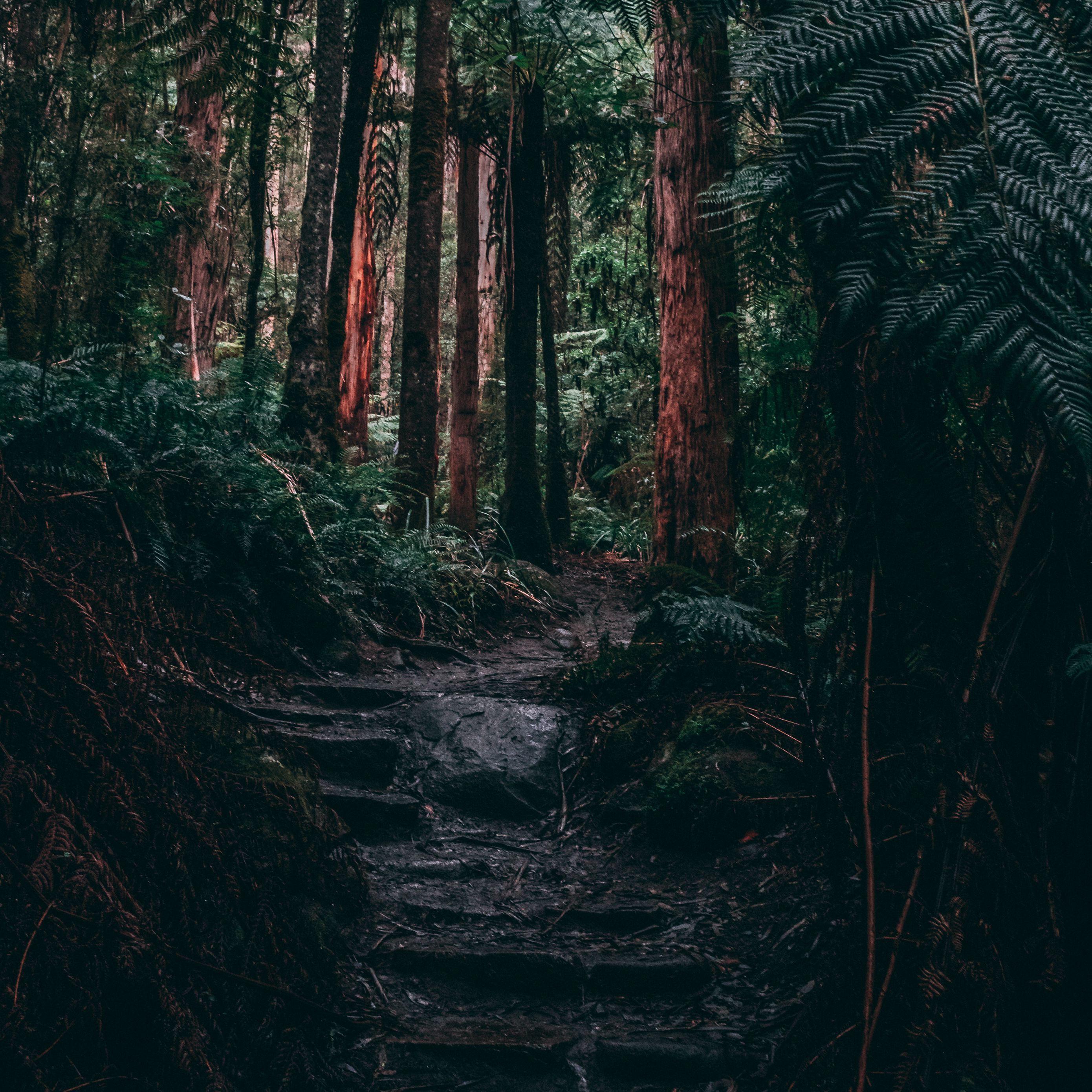 2780x2780 Download wallpaper 2780x2780 forest, jungle, path, trees, fern, tropics ipad air, ipad air ipad ipad ipad mini ipad mini ipad mini ipad pro 9.7 for parallax HD background
