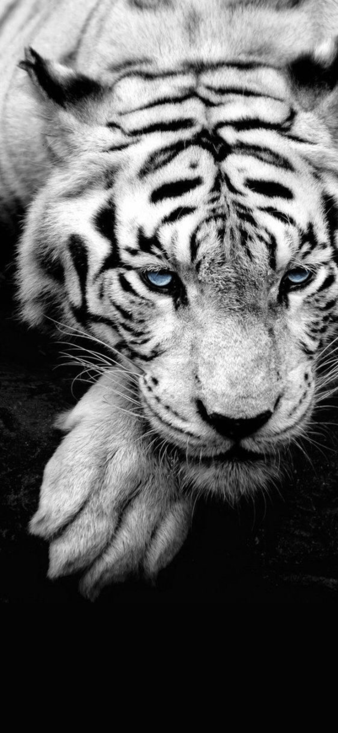 Cool Animal HD iPhone Wallpapers Top Free Cool Animal HD iPhone Backgrounds WallpaperAccess