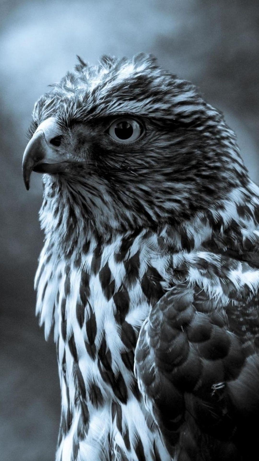 1080x1920 Animal iPhone Wallpaper