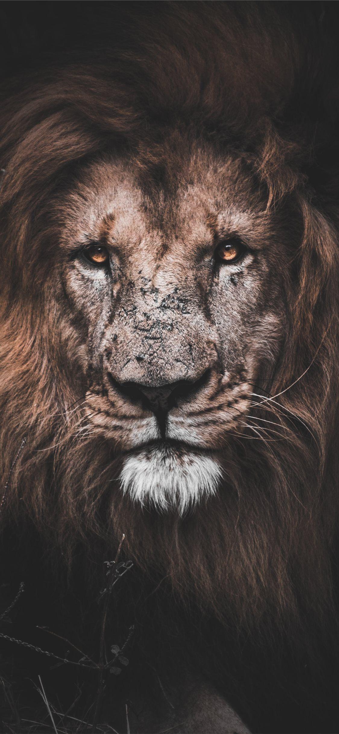 1125x2436 Best Animal iPhone 11 Wallpaper HD [2020]