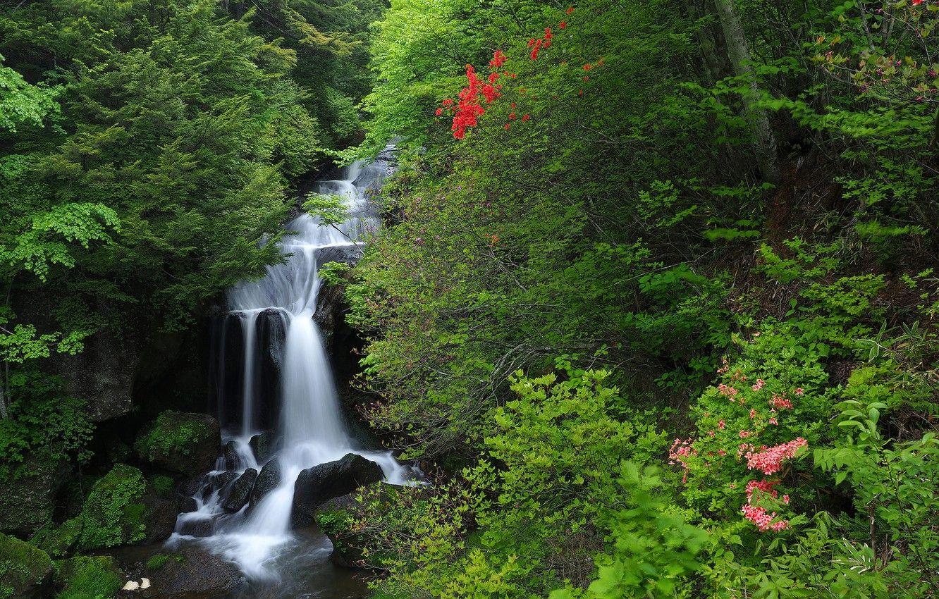 1332x850 Wallpaper forest, waterfall, Japan, Japan, cascade, Honshu, Honshu, Nikko National Park, National Park Nikko image for desktop, section природа